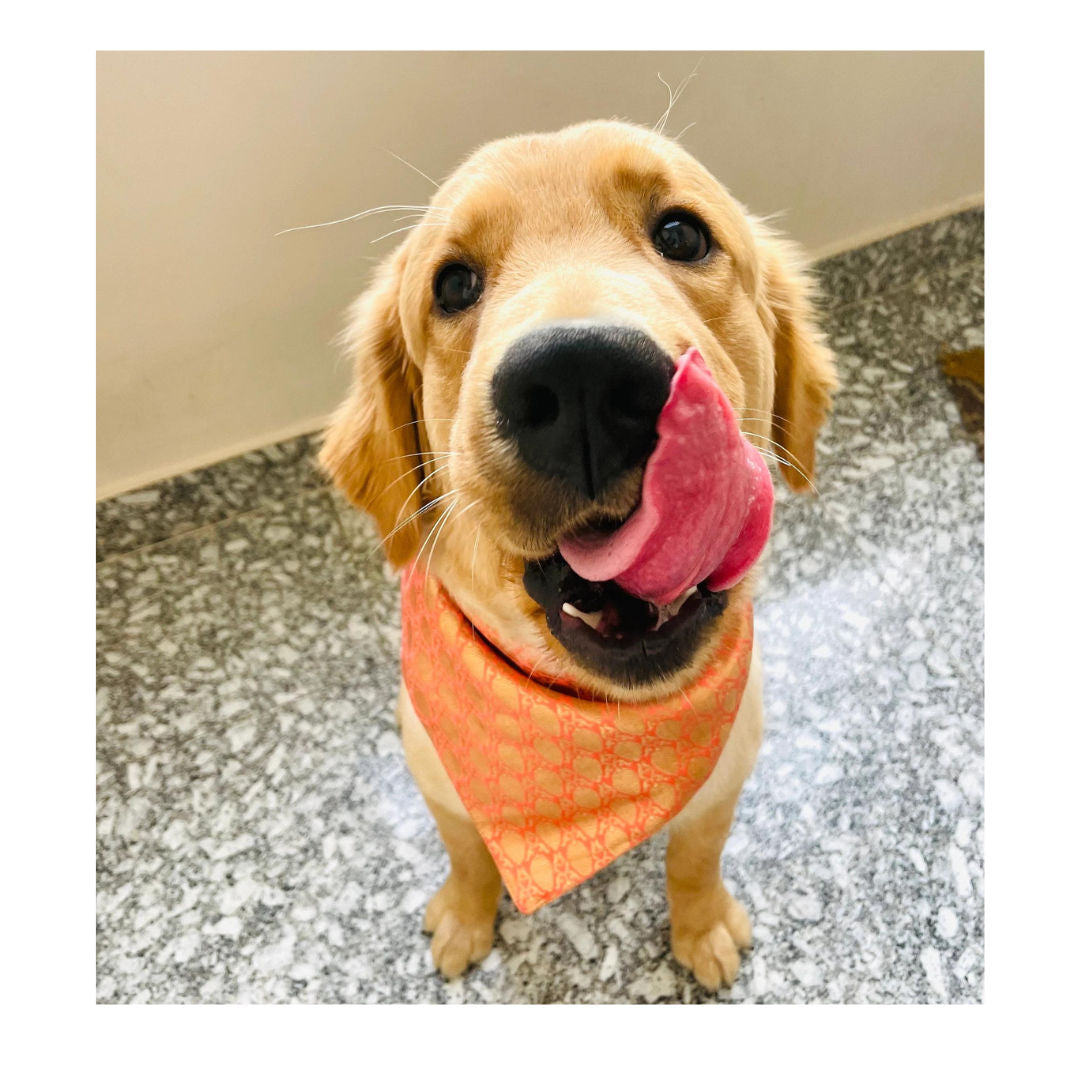 Brocade pet bandana and bowtie